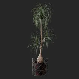 Ponytail Palm