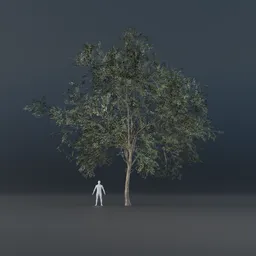 Oak Tree - Thin Trunk (Summer)