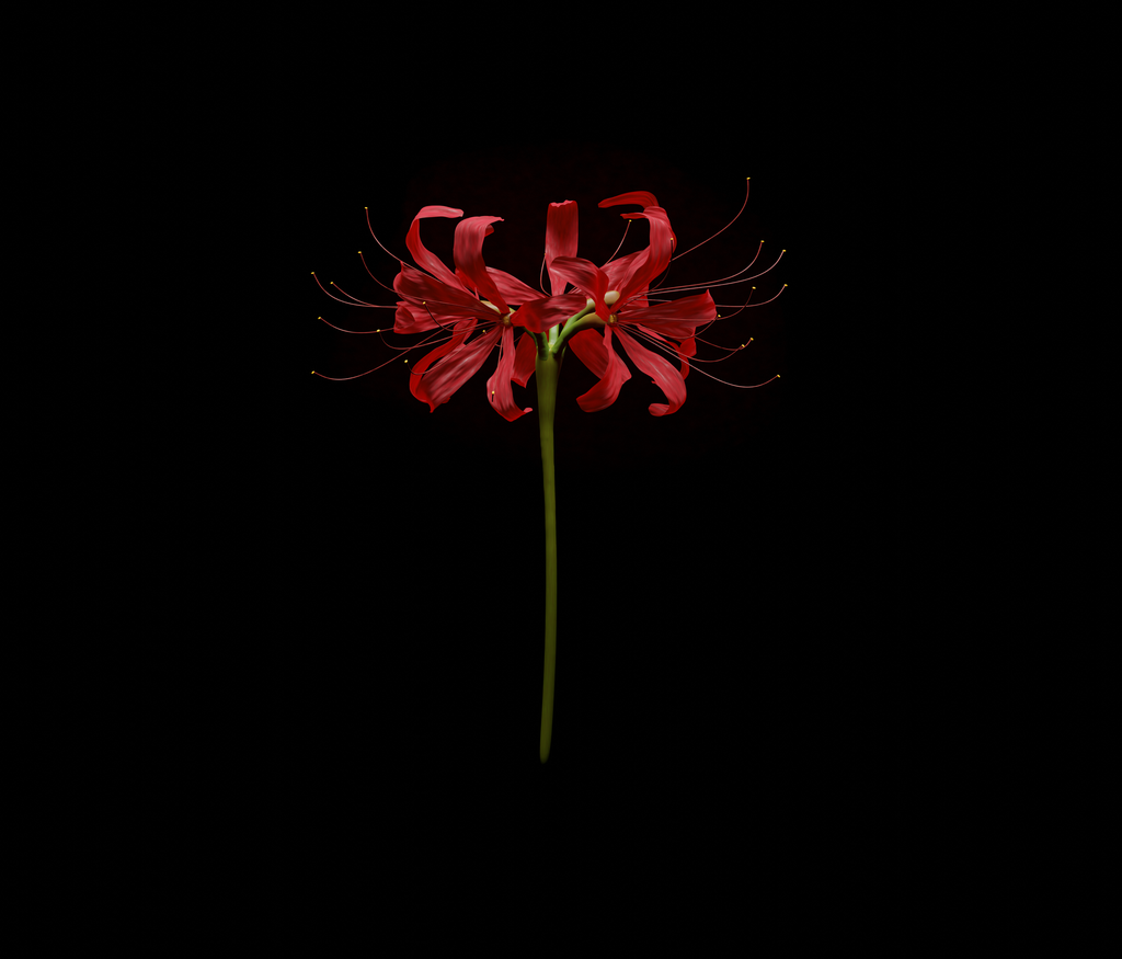 Red Spider Lily | FREE Outdoor Plants models | BlenderKit