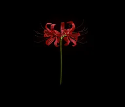 Detailed 3D render of a Red Spider Lily with vibrant petals and realistic textures for Blender modeling.