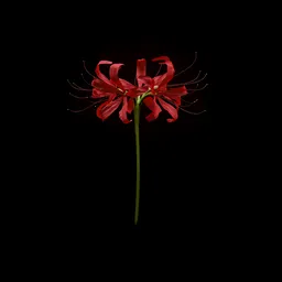 Red Spider Lily