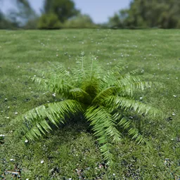Hard Fern