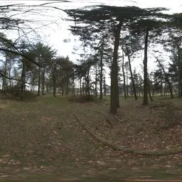 Autumn Forest