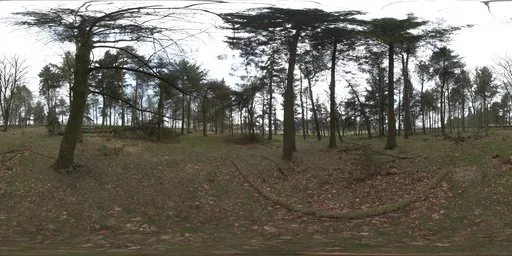 Autumn Forest