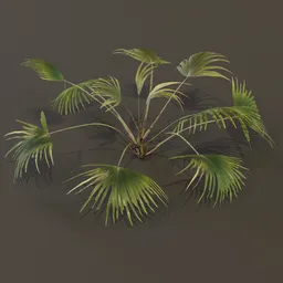 Chinese Palm Wide