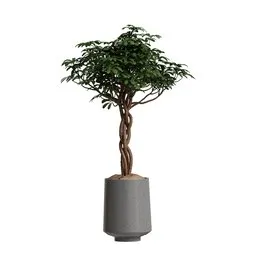Schefflera Arboricola Umbrella Set