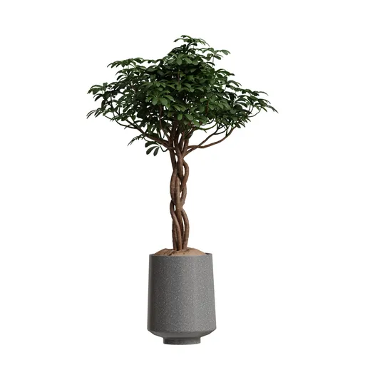 Schefflera Arboricola Umbrella Set