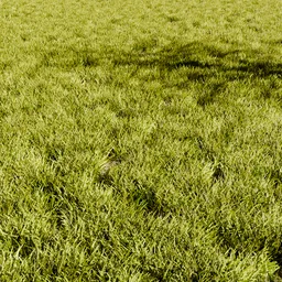 Grass