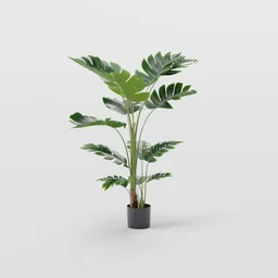 Tall Indoor Banana Plant in Modern Pot