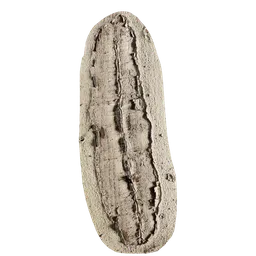 Cinnamomum japonicum Burl