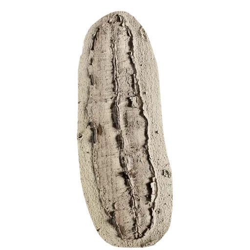 Cinnamomum japonicum Burl