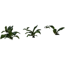 Anthurium Botany 01