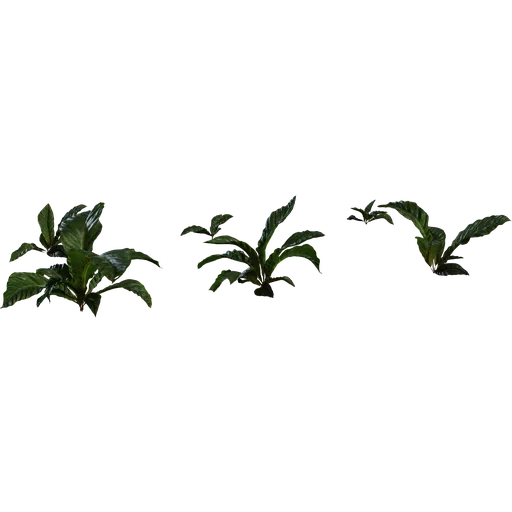 Anthurium Botany 01