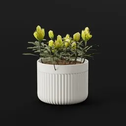 Plant Indian Lotus Pot Lrg