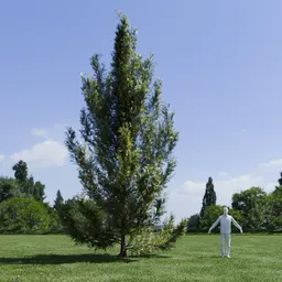 Pine tree - Pinus Flexilis Animated