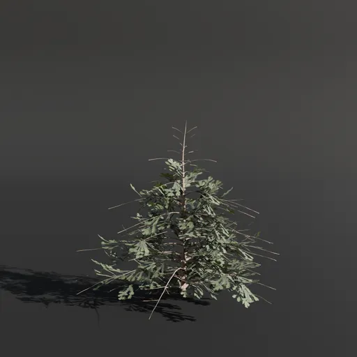 Detailed 3D model of a young Silver Fir sprout, ideal for game design, architectural visualization, and virtual environments.