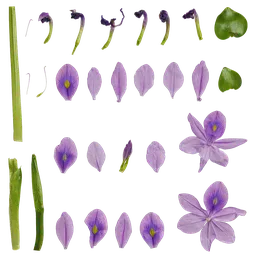 PX Eichhornia crassipes Flower