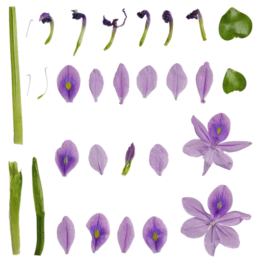 PX Eichhornia crassipes Flower