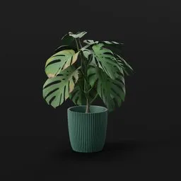 Monestera Plant Med Potted