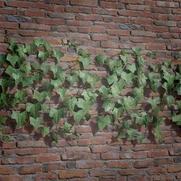 Ivy Creeper Patch 4M 02