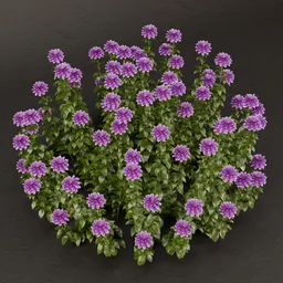 SJ-Botanical Bliss Bush