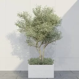 Contemporary Olive Tree Box Planter