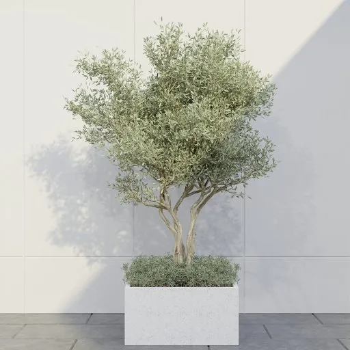 Contemporary Olive Tree Box Planter