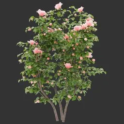 Flowering Bush Plant