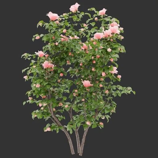 Flowering Bush Plant