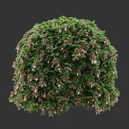 Flowering Sphere bush Plant