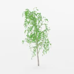 Low-poly 3D birch model with detailed leaves and textured bark, suitable for Blender rendering.