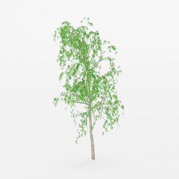 Low-poly 3D birch model with detailed leaves and textured bark, suitable for Blender rendering.