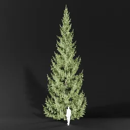 Norway Spruce Picea Abies 12m