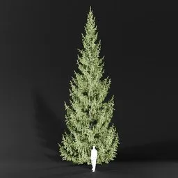Norway Spruce Picea Abies 12m