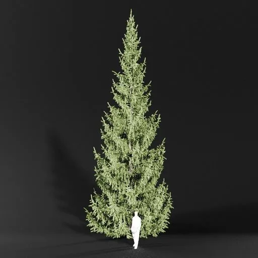 Norway Spruce Picea Abies 12m