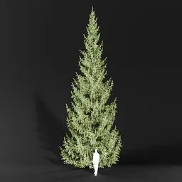 Norway Spruce Picea Abies 12m
