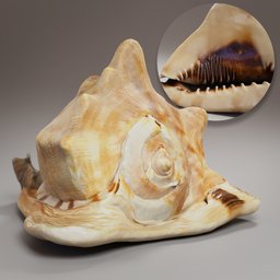 "Medium Seashell 3D model scanned from Cassis tuberosa mollusk, perfect for Blender 3D art and sculpting. Highly detailed with a snail-like shape and cel-shaded texture for stunning visual impact."