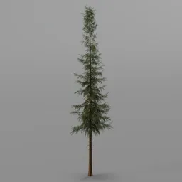 SPRUCE tREE