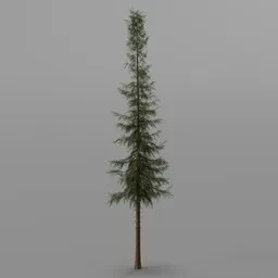 SPRUCE tREE