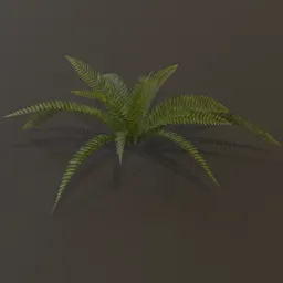 Wild Fern Small