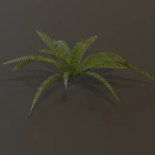 Wild Fern Small
