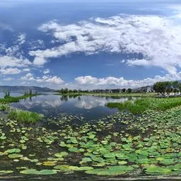 Highsky green tree Lotus