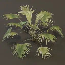 Fan Palm Med