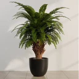 Fern Palm Planter