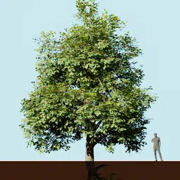 Detailed maple tree 3D model with realistic foliage crafted using Blender's mtree plugin.