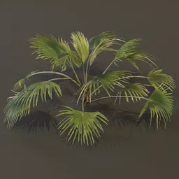 Chinese Palm Med