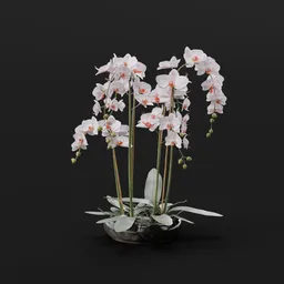 Phalaenopsis Orchid Plant