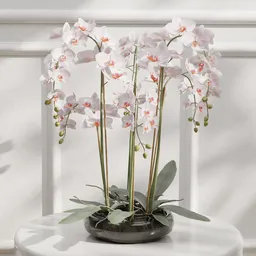 Orchid Plant