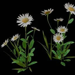 Outdoor Flower