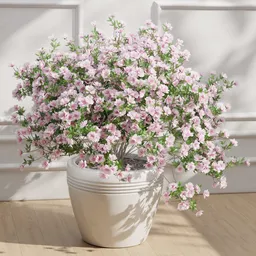 Cascading Pink Blossoms in White Pot